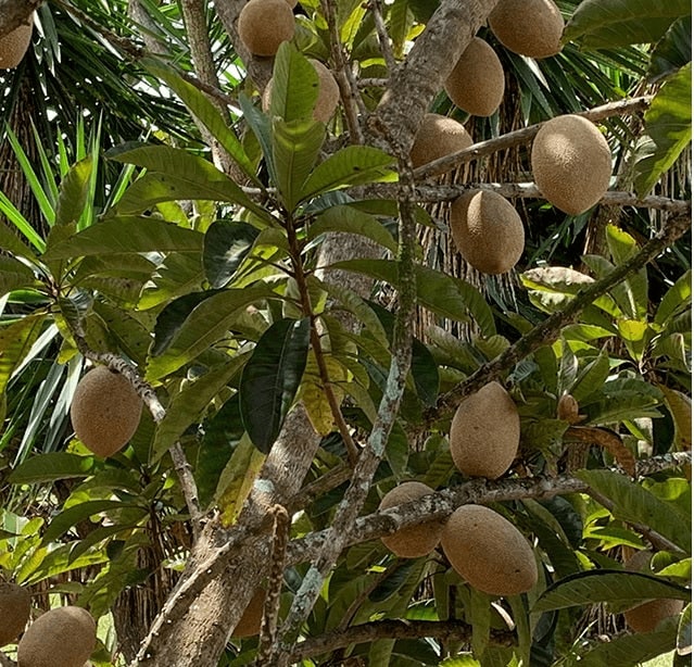Mamey Sapote (Pouteria Sapota)