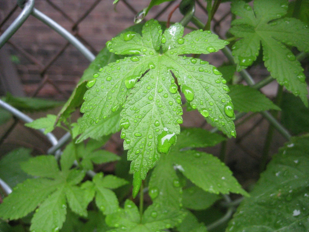 Japanese Hops (Humulus Japonicus)
