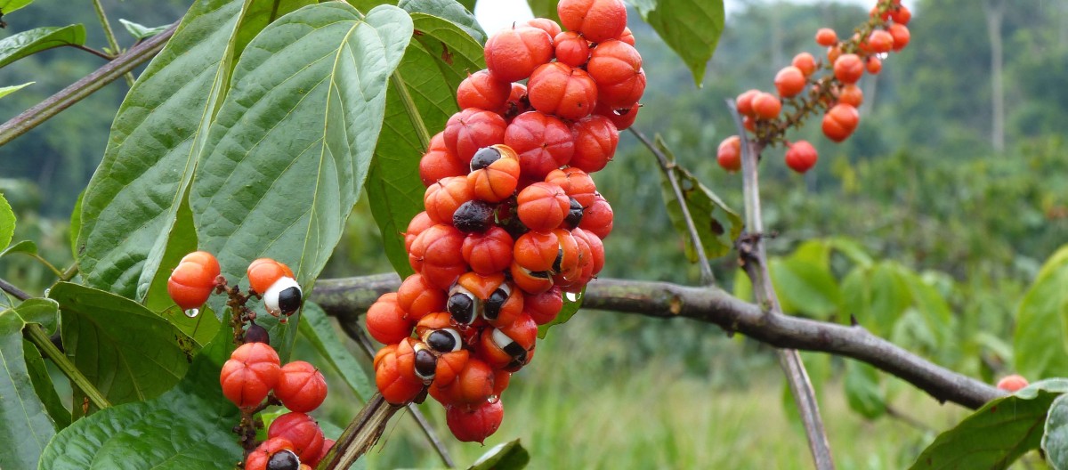 Guarana (Paullinia Cupana)
