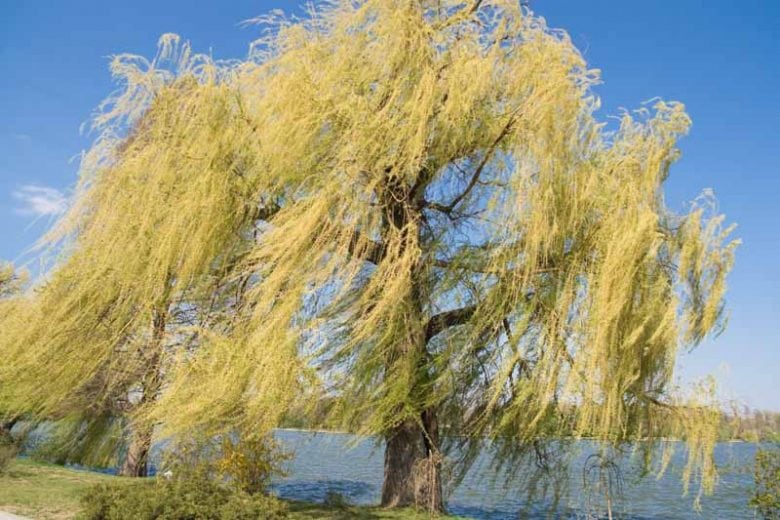 White Willow (Salix Alba)