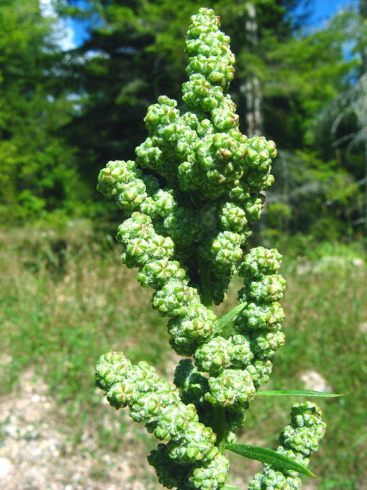 Fat Hen (Chenopodium Album)
