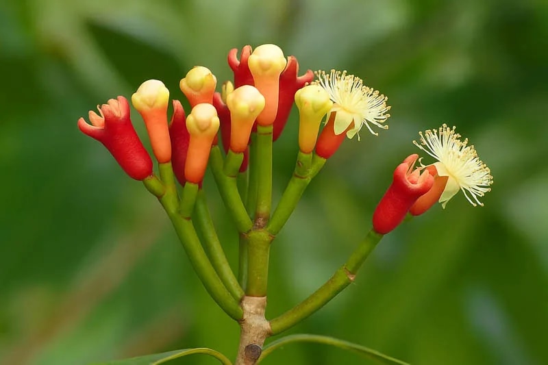 Clove (Syzygium Aromaticum)