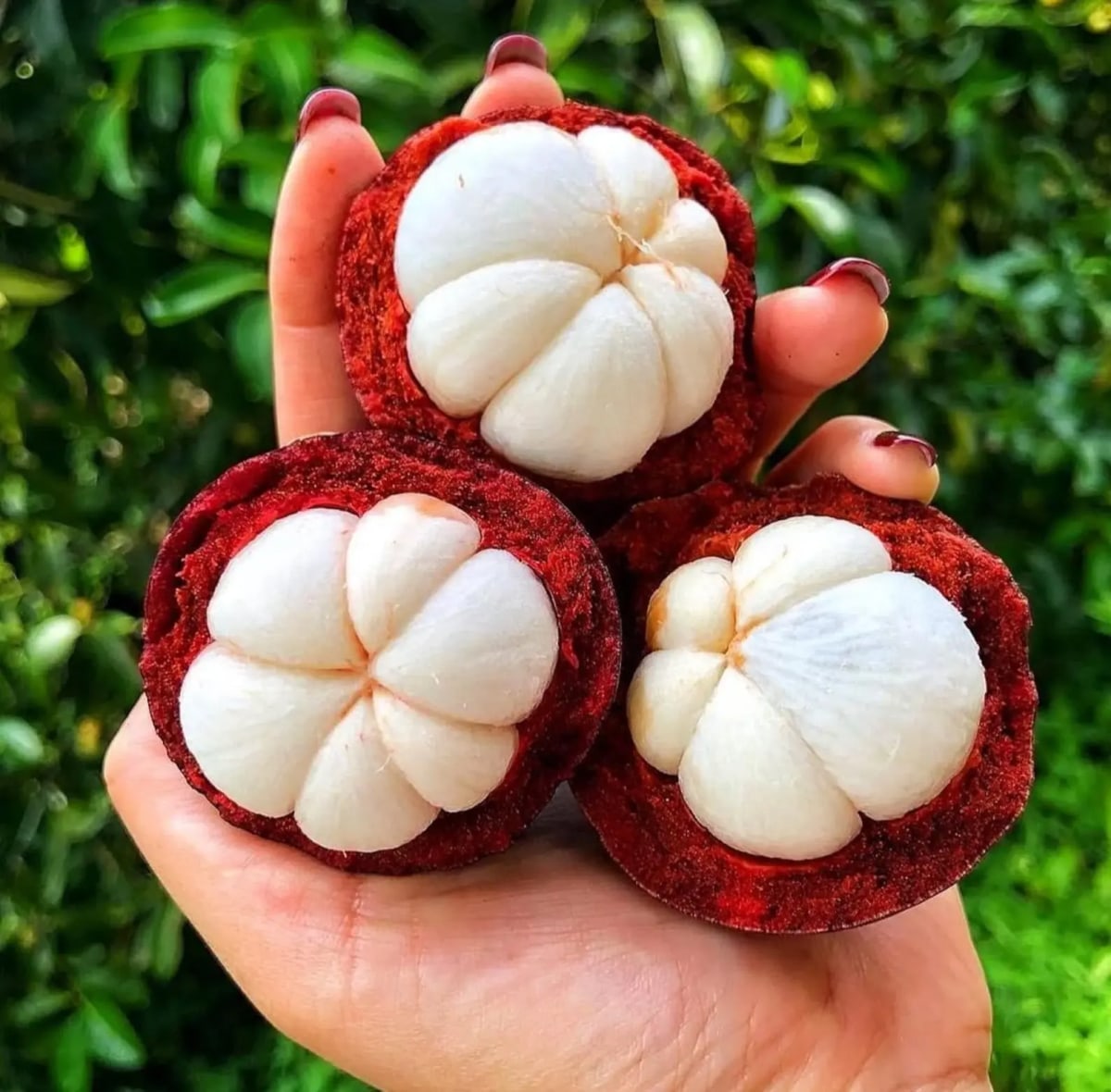 Mangosteen (Garcinia Mangostana)