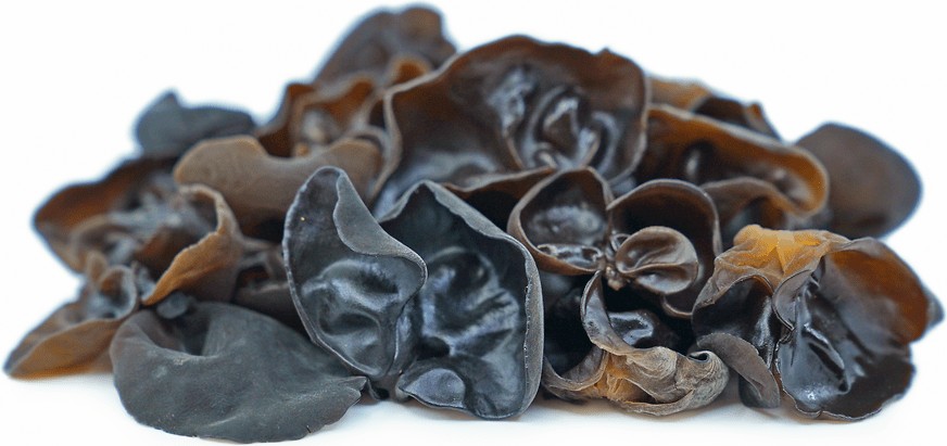 Wood Ear (Auricularia Angiospermarum)