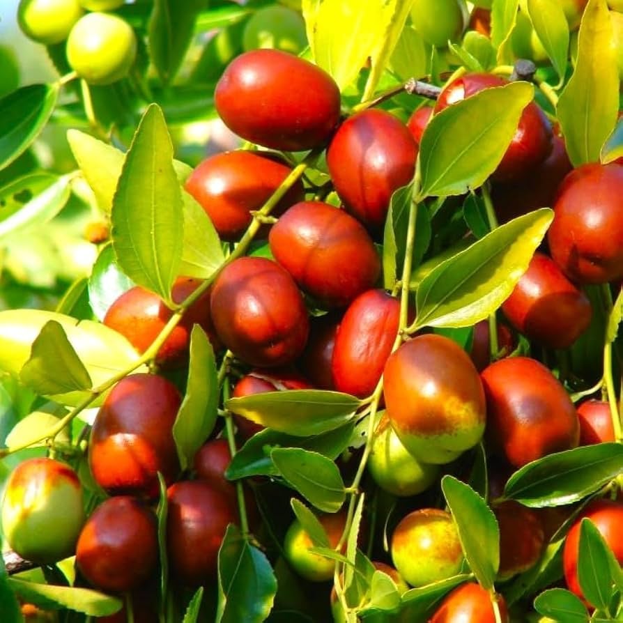 Jujube (Ziziphus Jujuba)