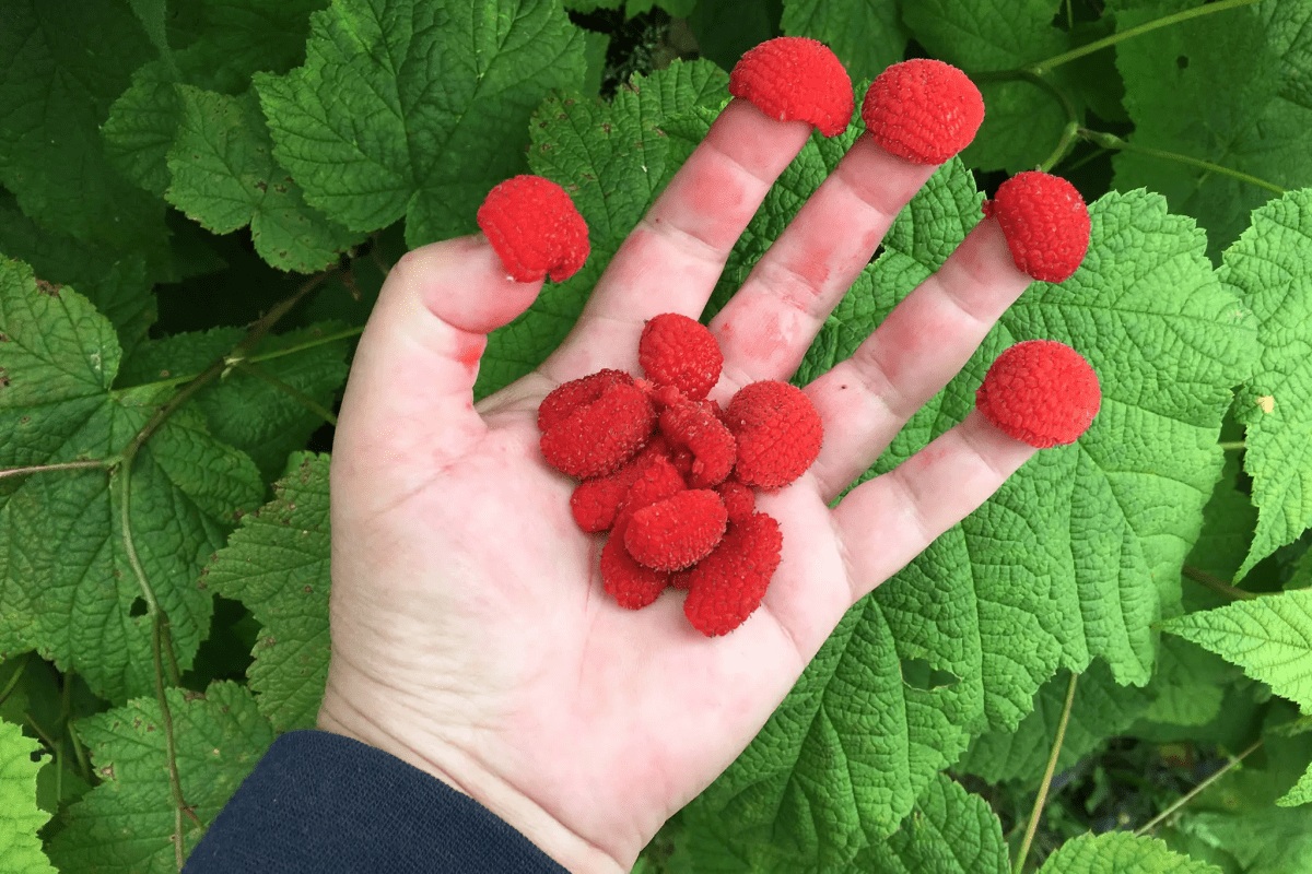Thimbleberry (Rubus Nutkanus)