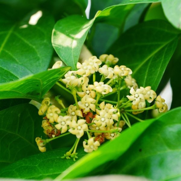 Gurmar (Gymnema Sylvestre)