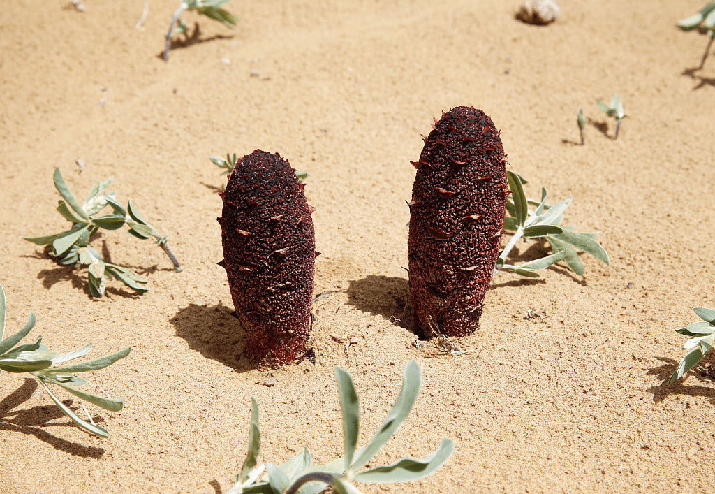 Red Thumb (Cynomorium Coccineum)