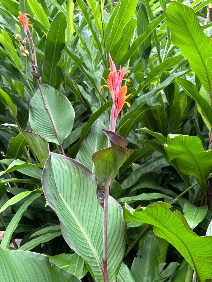Edible Canna (Canna Edulis)