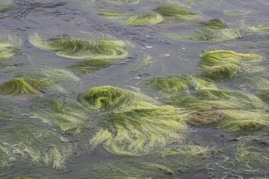Green Tuft Algae (Cladophora Rupestris)