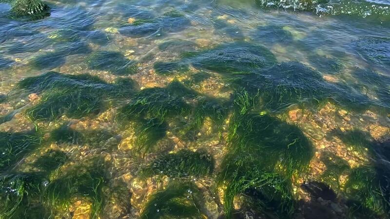 Gutweed (Ulva Intestinalis)