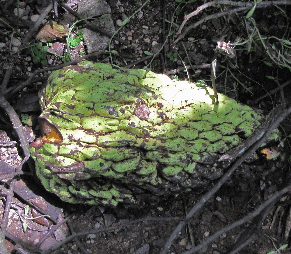 Junglesop (Anonidium Mannii)