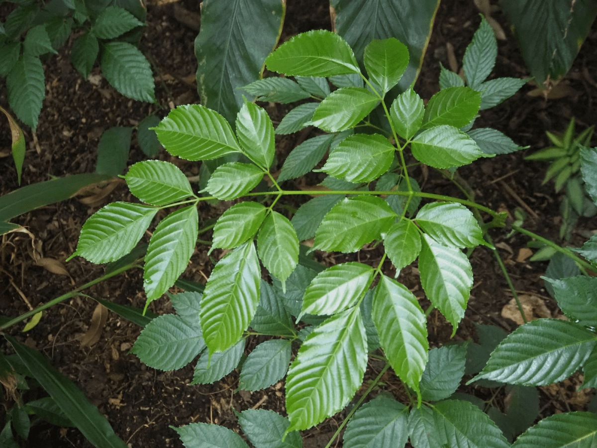 Bandicoot Berry (Leea Indica)