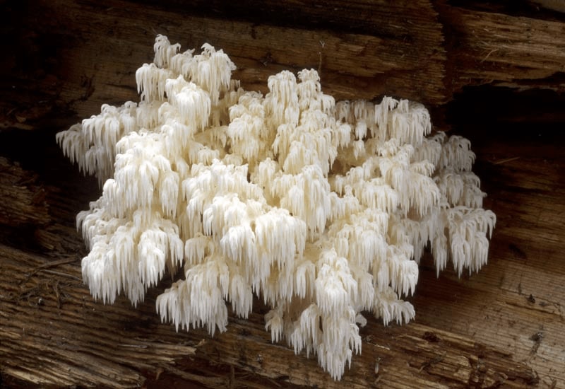 Bear's Head (Hericium Abietis)