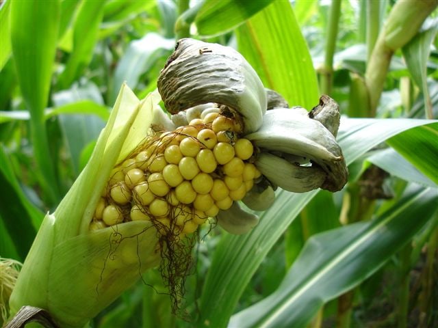 Corn Smut (Ustilago Maydis)