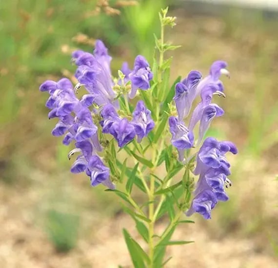 Baikal Skullcap (Scutellaria Baicalensis)