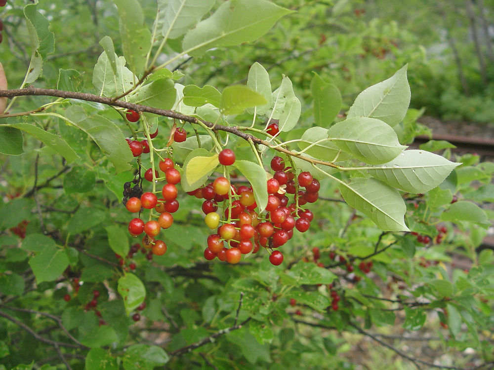 Chokecherry (Prunus Virginiana)