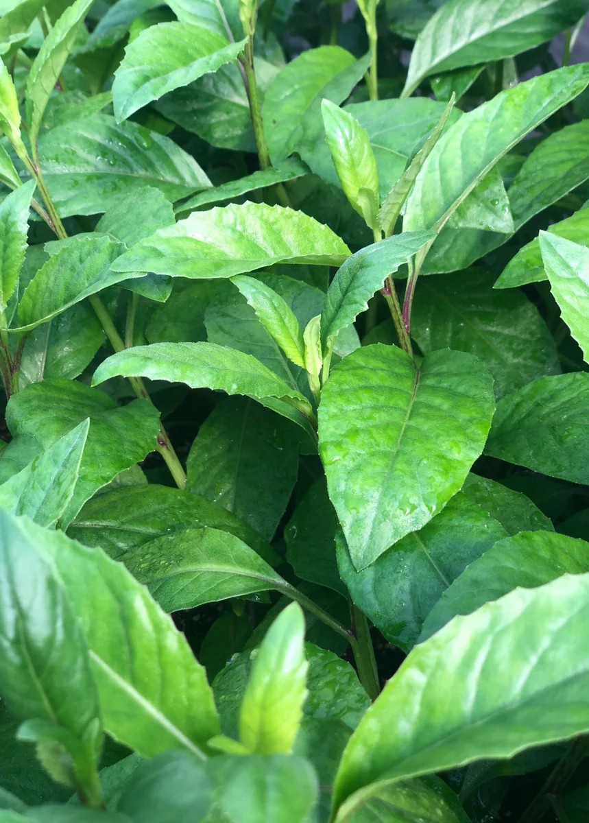 Longevity Spinach (Gynura Procumbens)
