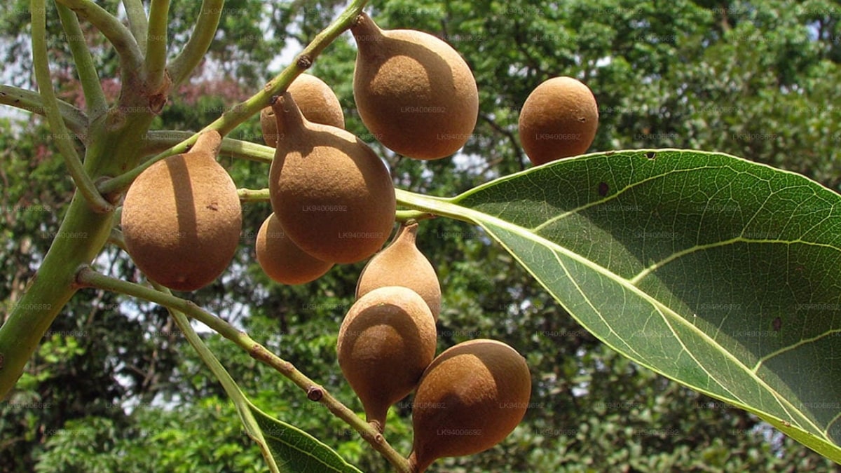 Bibhitaki (Terminalia Bellirica)