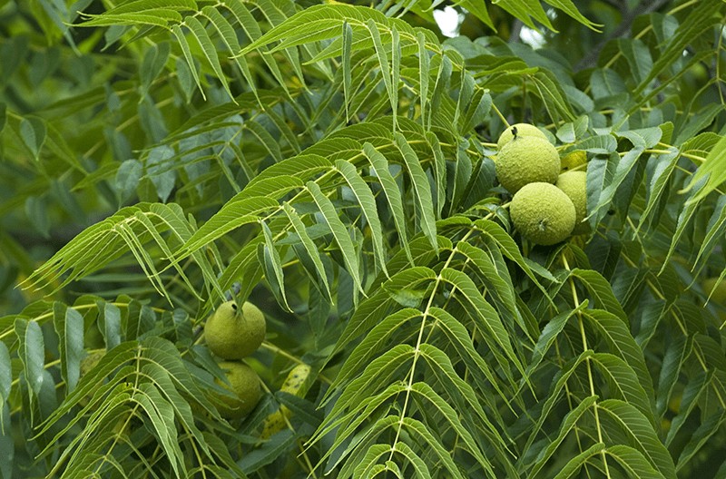 Black Walnut (Juglans Nigra)