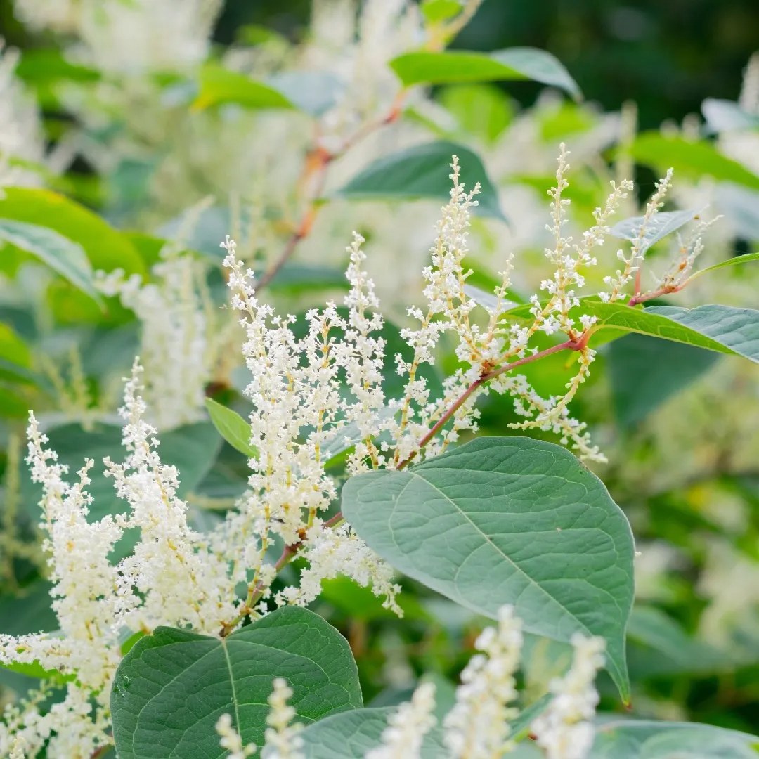 Giant Knotweed (Reynoutria Sachalinensis)