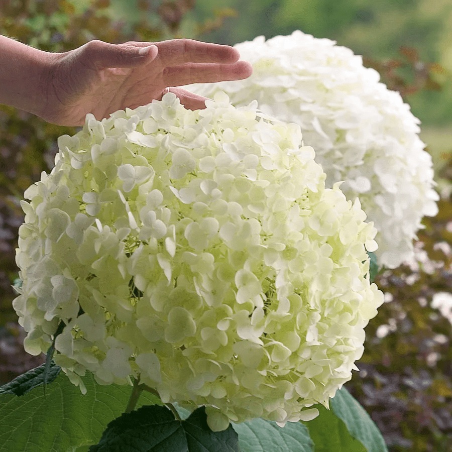 Incrediball Smooth Hydrangea (Hydrangea Arborescens)