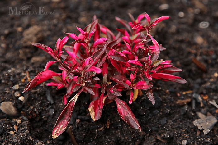 Calico Plant (Alternanthera Bettzickiana)