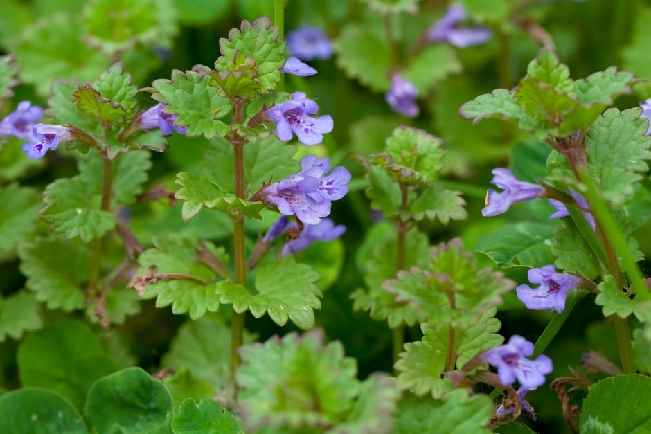 Creeping Charlie (Glechoma Hederacea)