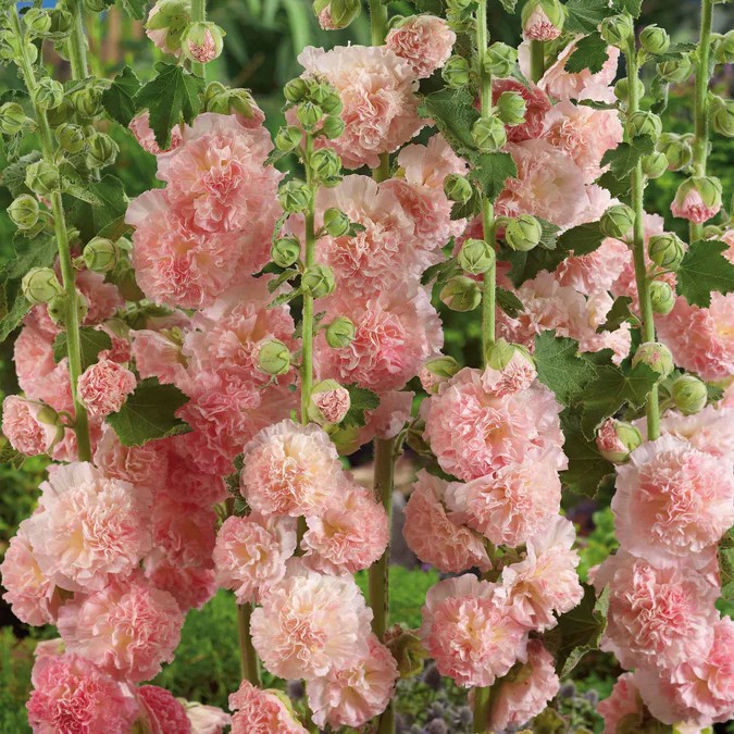 Hollyhock Peaches ’n Dreams (Alcea Rosea)