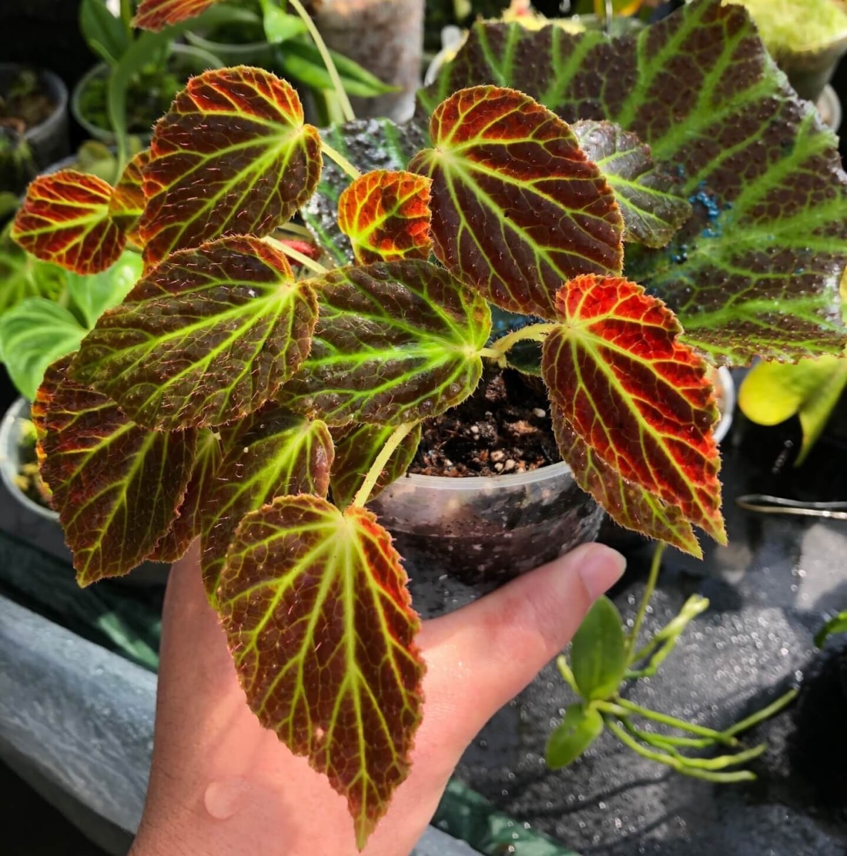 Begonia Chloroneura (Begonia Chloroneura)