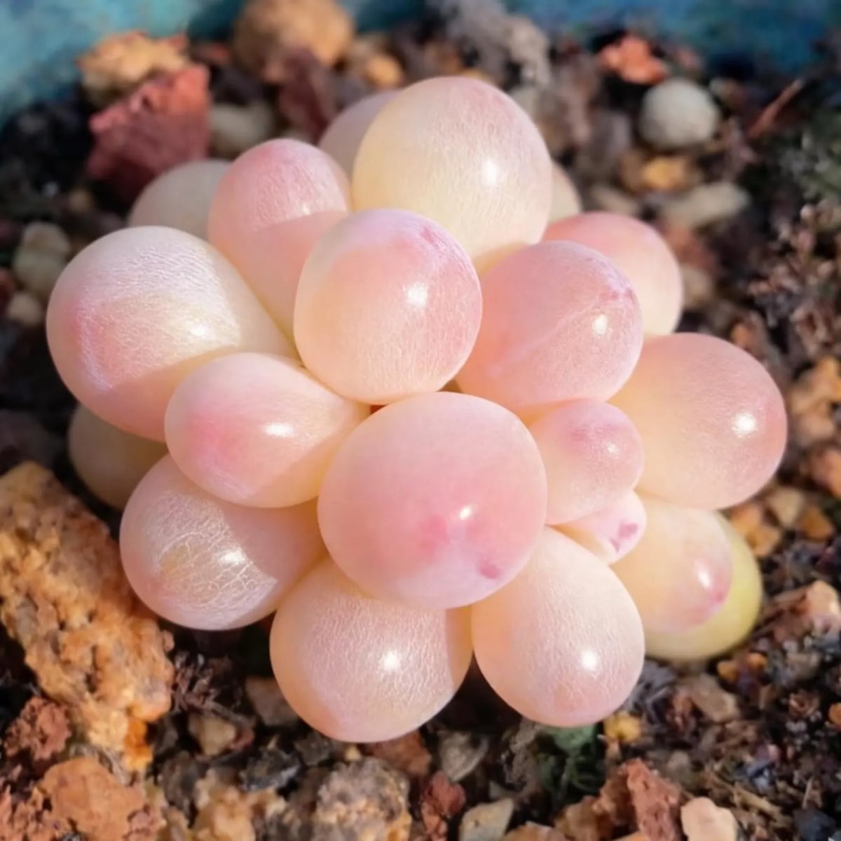 Jewel-leaf Plant (Graptopetalum Amethystinum)