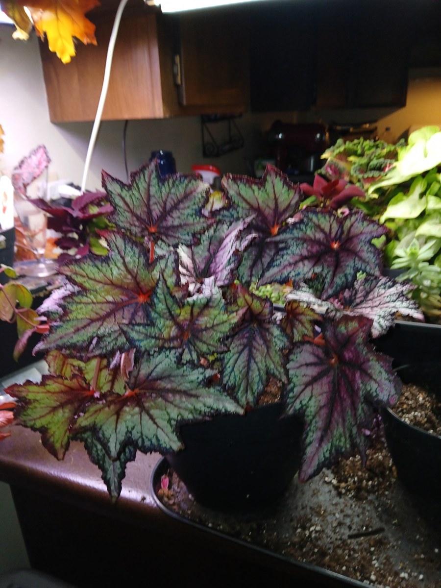 Robert Golden Begonia (Begonia Rex-cultorum)