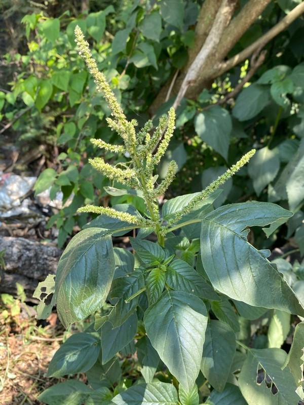Spiny Amaranth