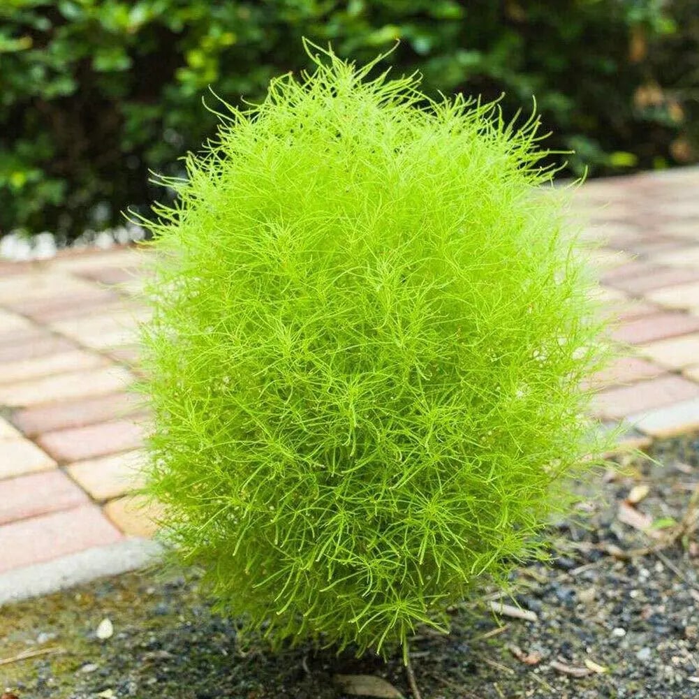 Burning Bush
