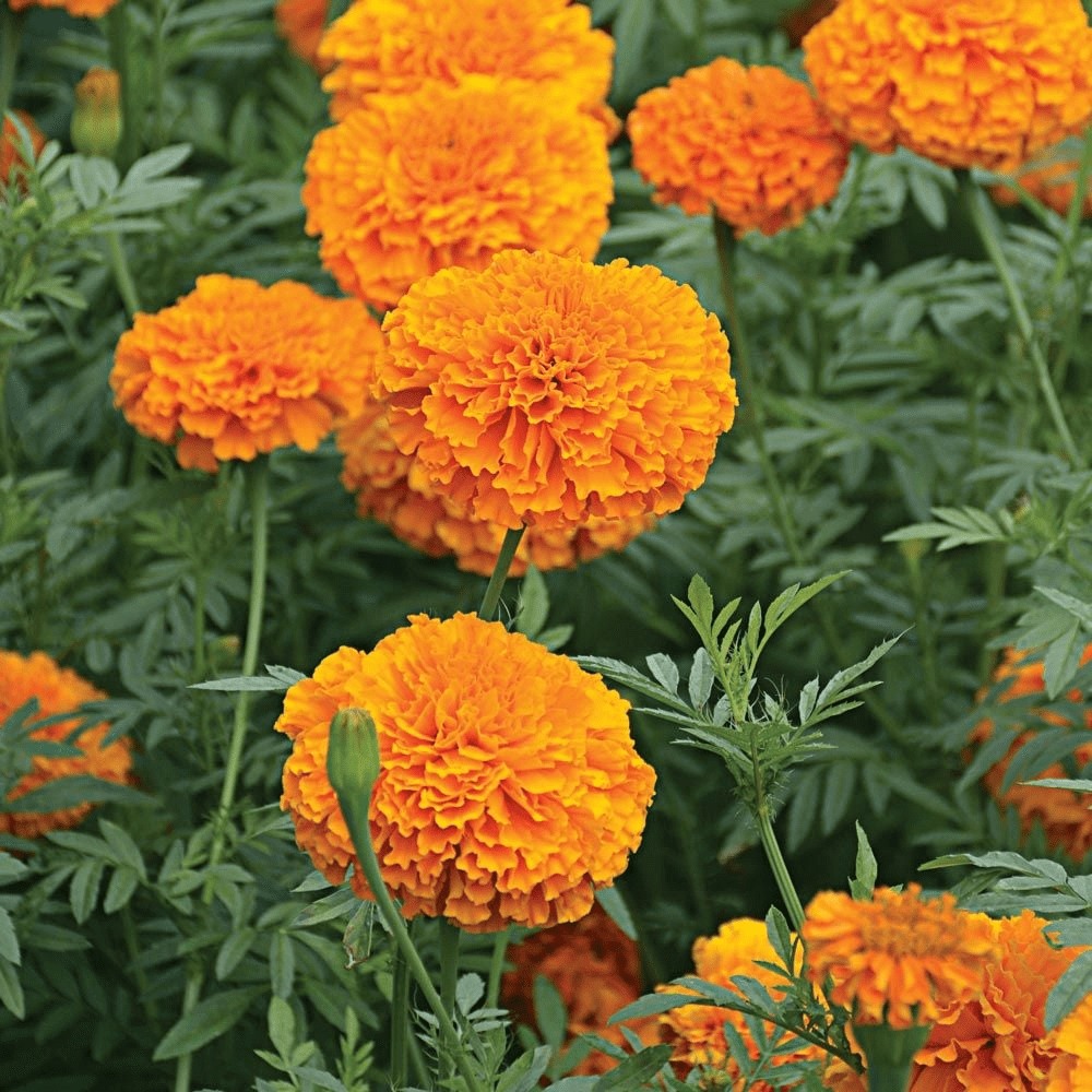 Aztec Marigold