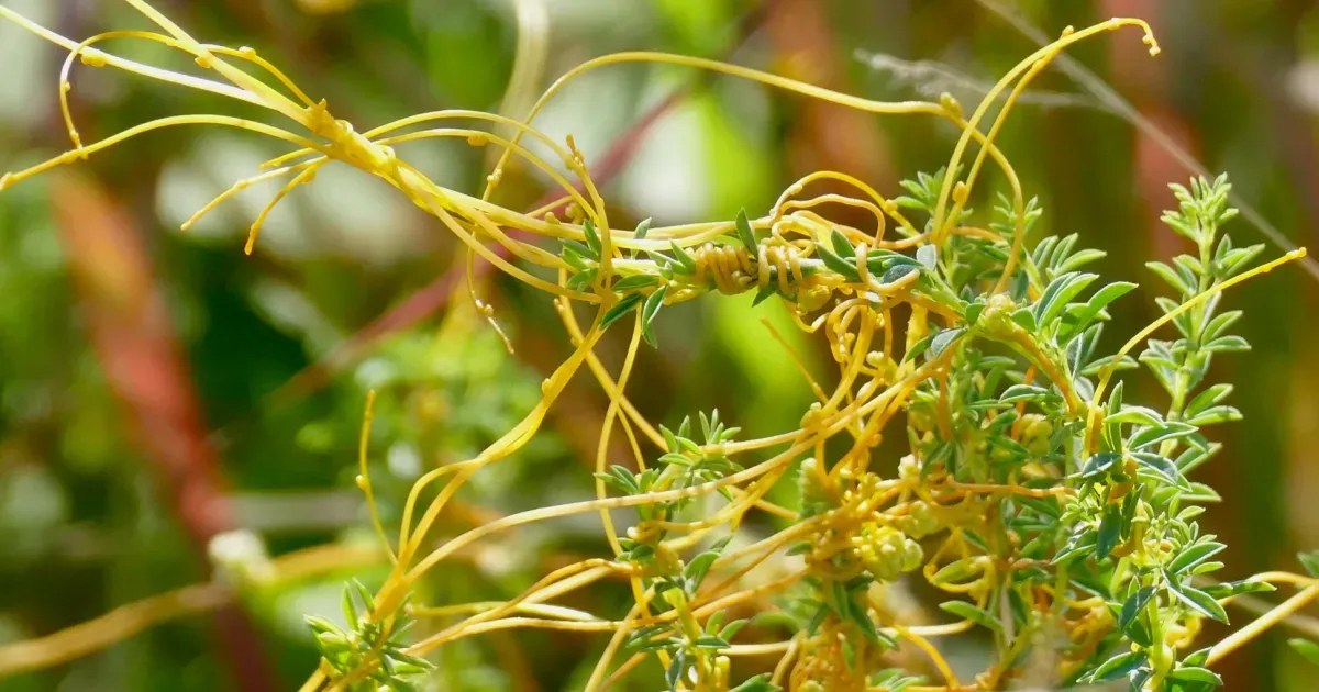 Chinese Dodder