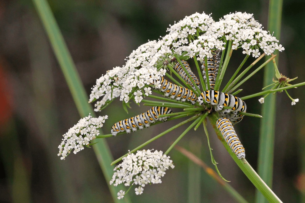 Water Hemlock