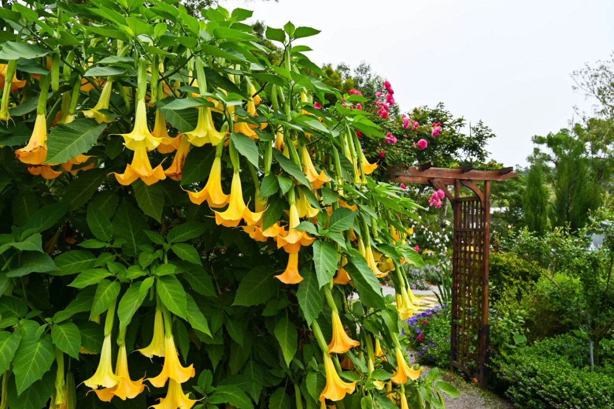 Angel's Trumpet