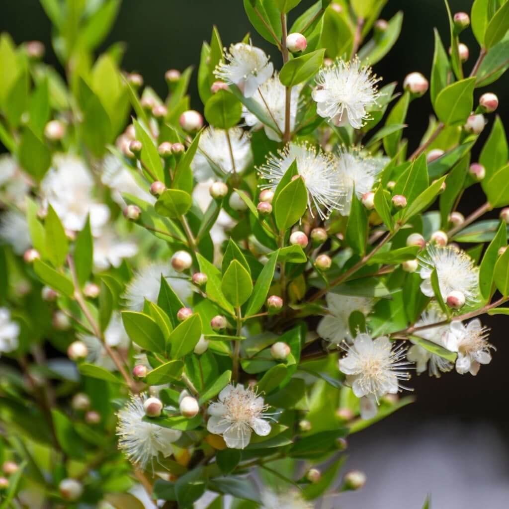 Myrtus Communis