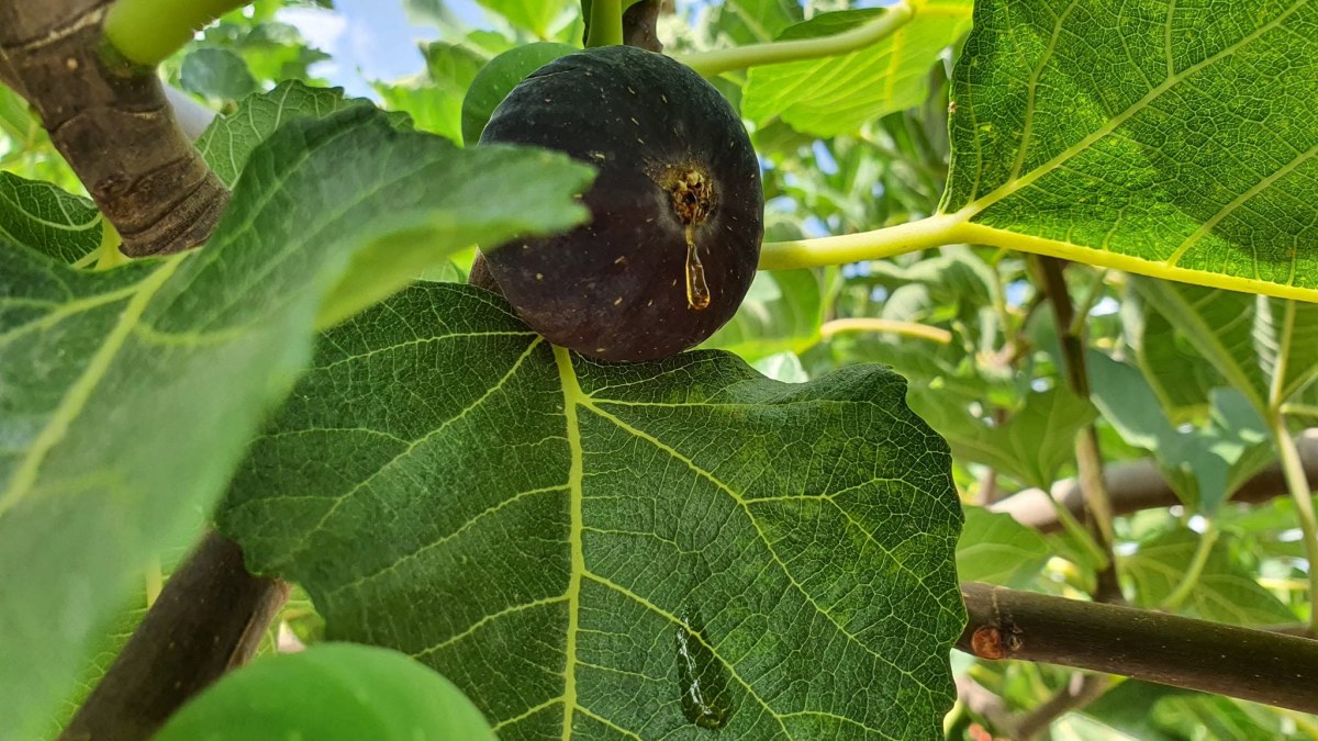 Black Madeira