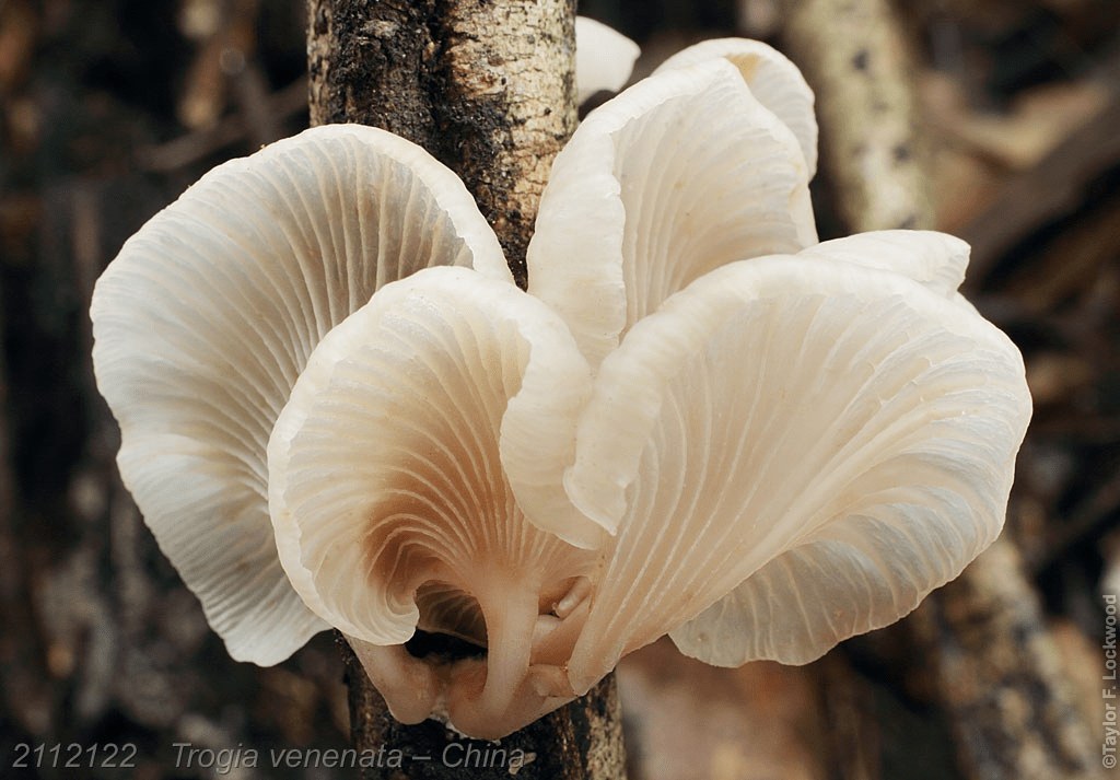 Little White Mushroom