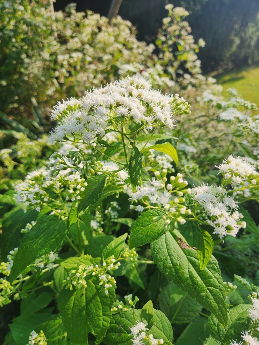 White Snakeroot