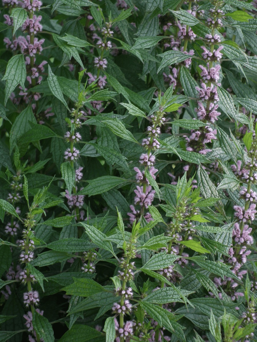 Motherwort