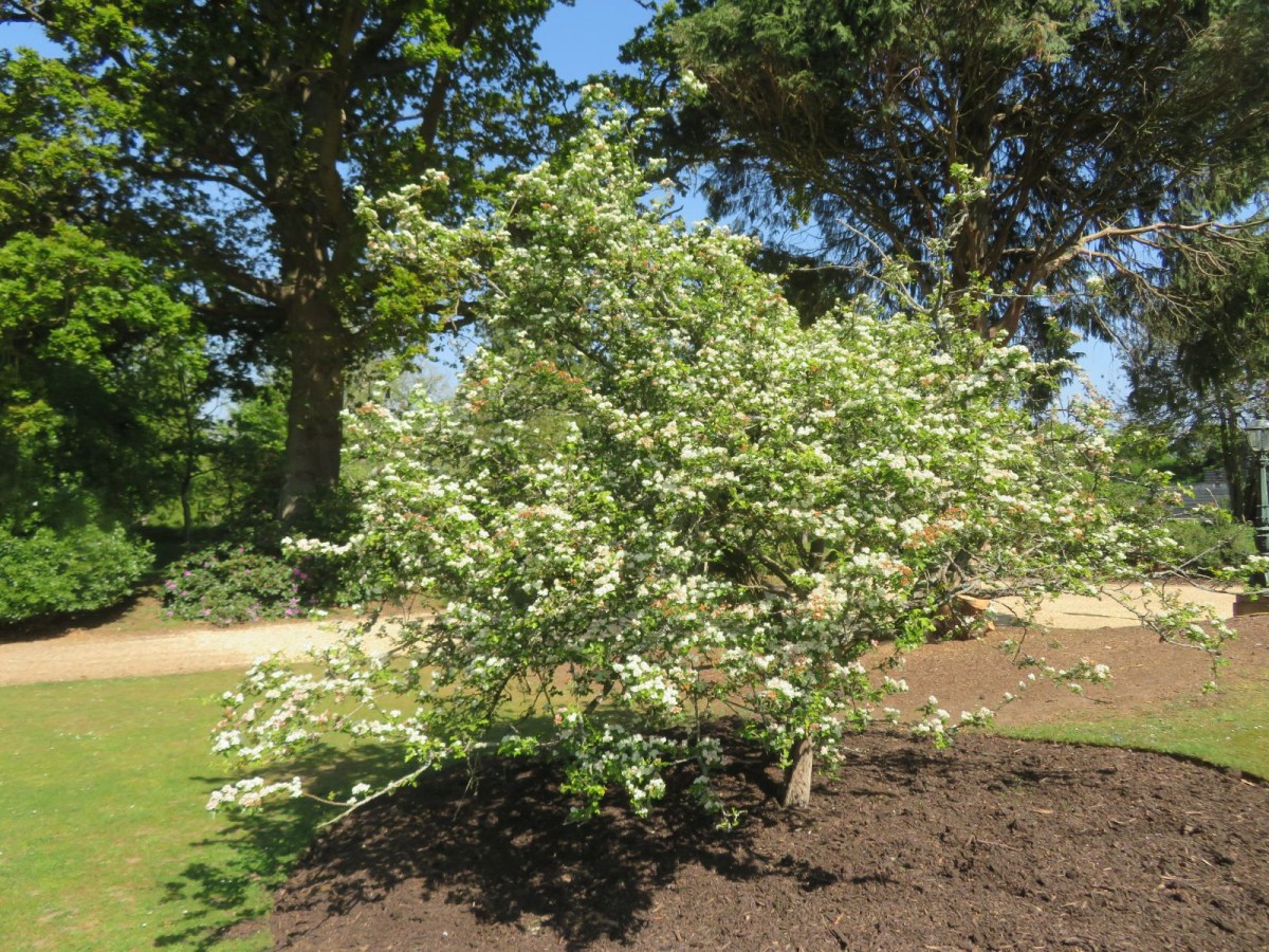 Hawthorn