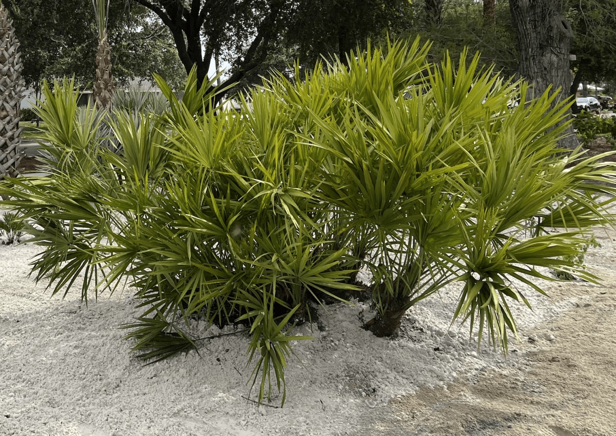 Saw Palmetto