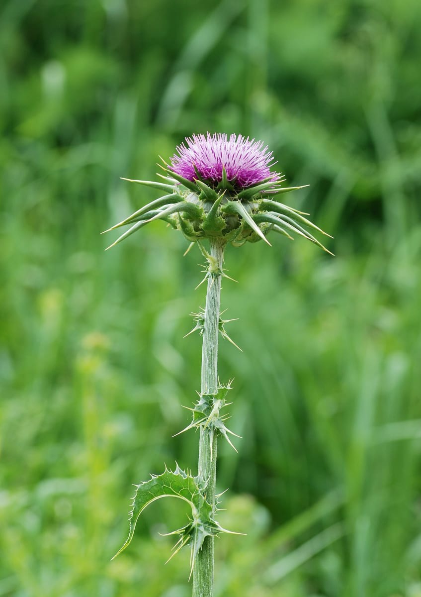 Milkthistle