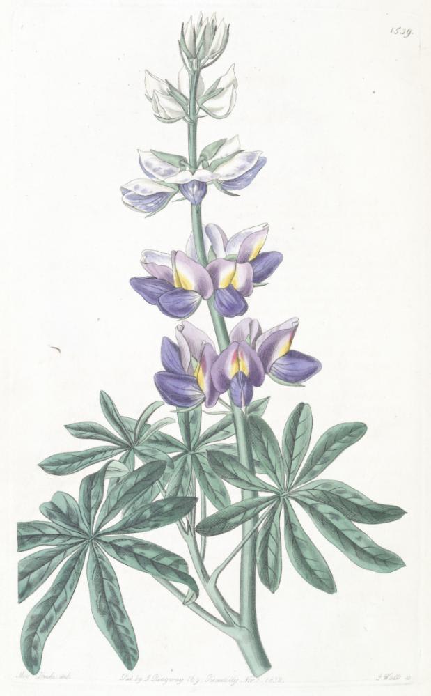 Tarwi