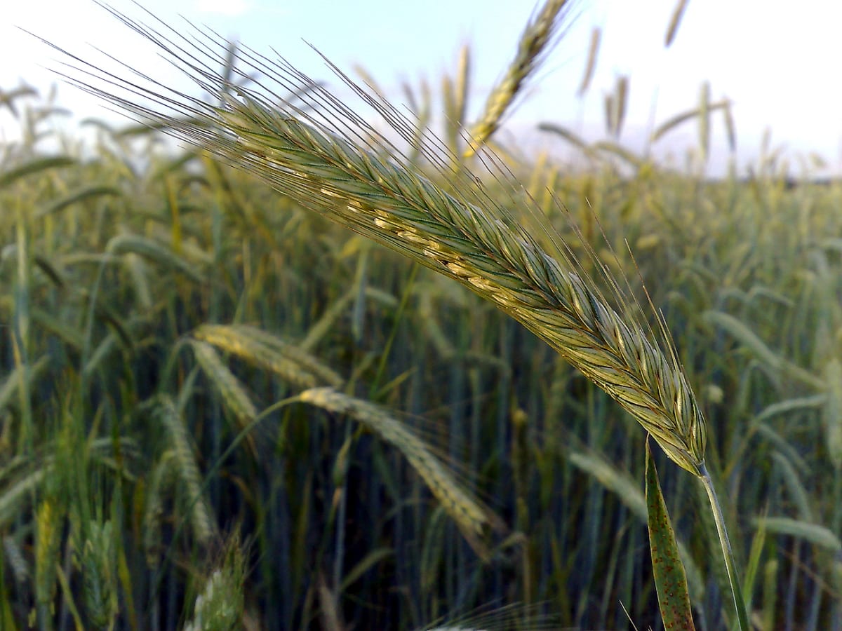 Cereal Rye