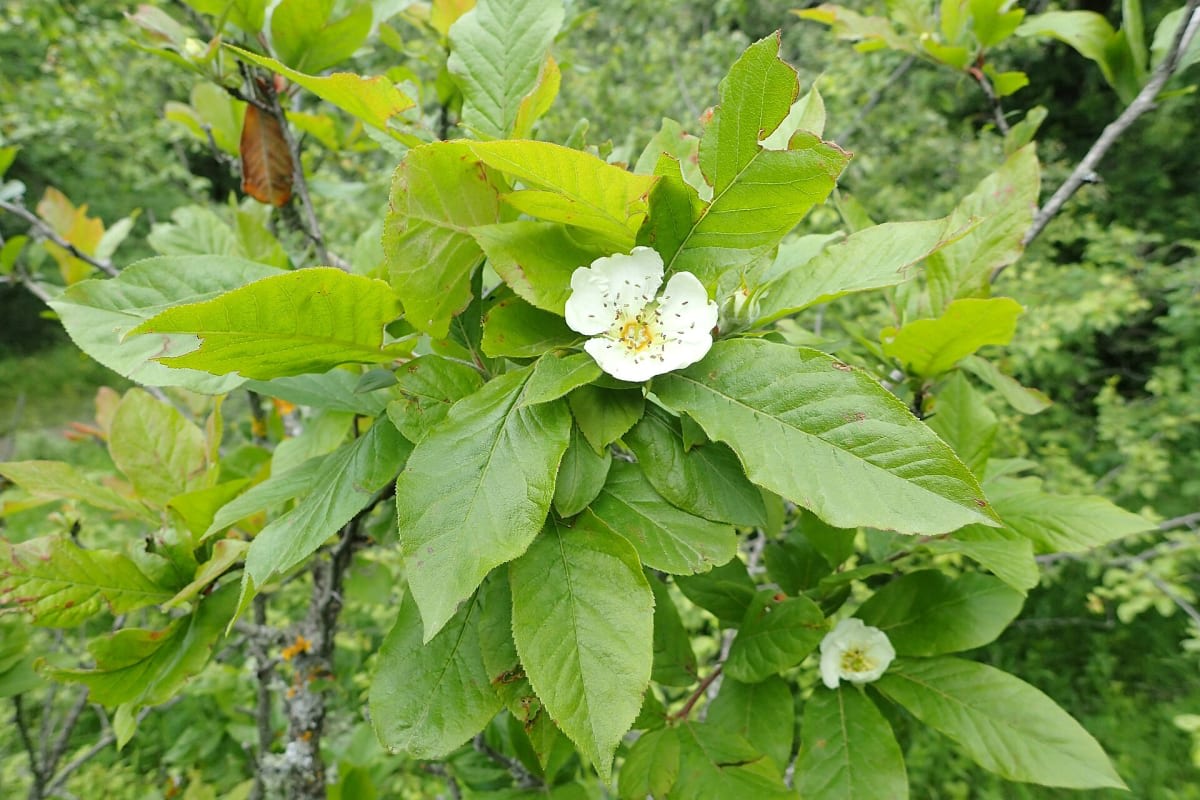 Crataegus germanica