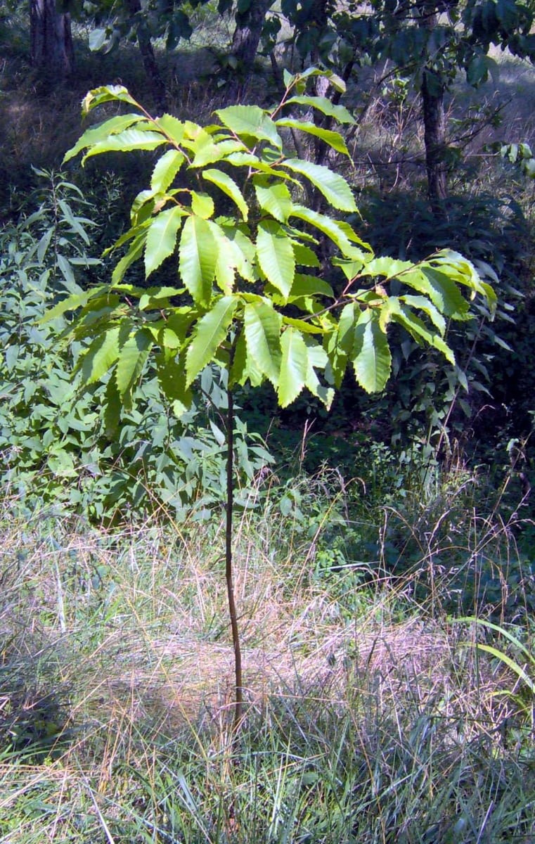 American Chestnut